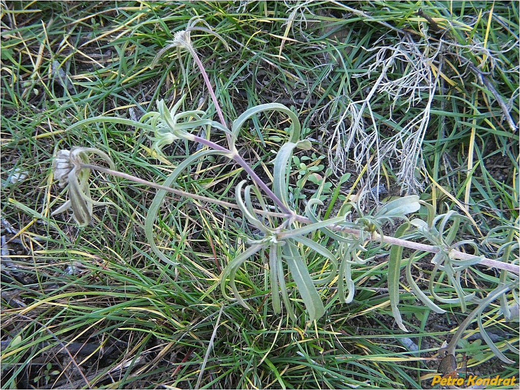 Image of genus Scabiosa specimen.