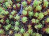 Polytrichum juniperinum. Верхушки побегов. Коми, Корткеросский р-н, окр с. Маджа, торфянистое лесное болото. 26.09.2010.