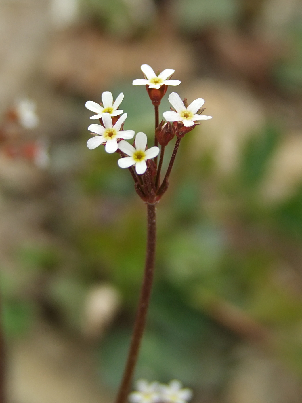 Image of Androsace septentrionalis specimen.