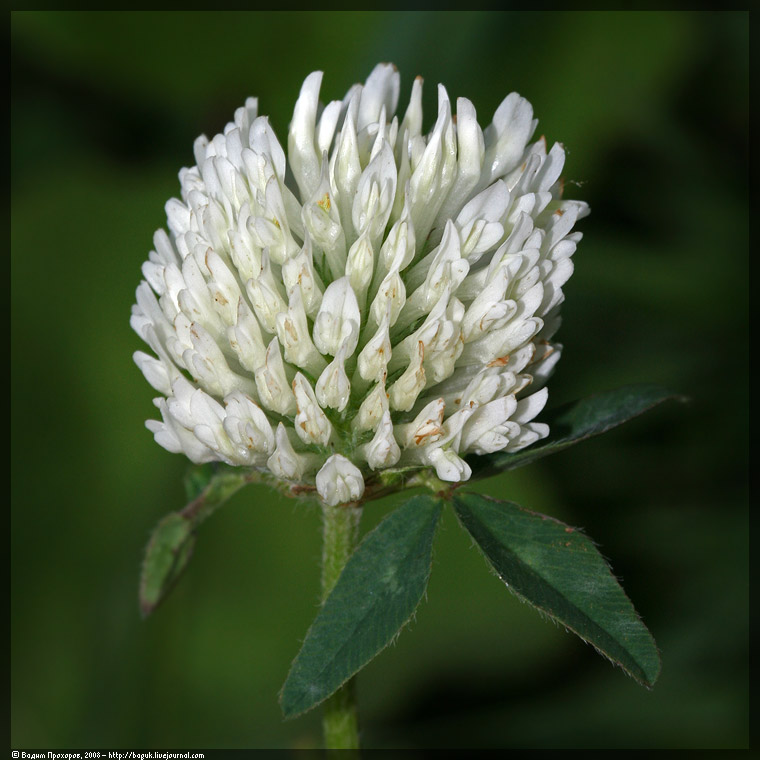 Изображение особи Trifolium pratense.