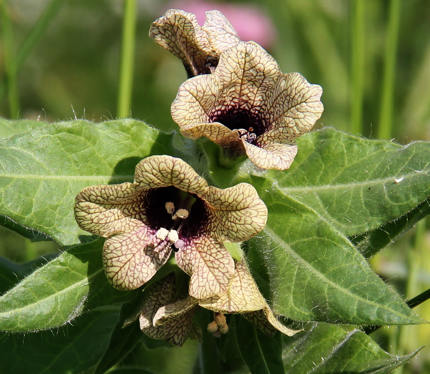 Изображение особи Hyoscyamus niger.