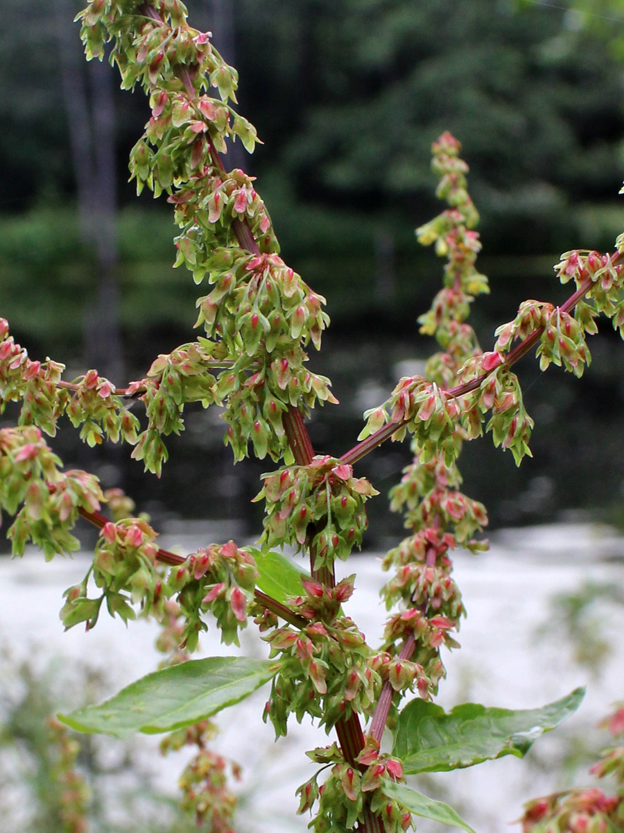 Image of Rumex obtusifolius specimen.