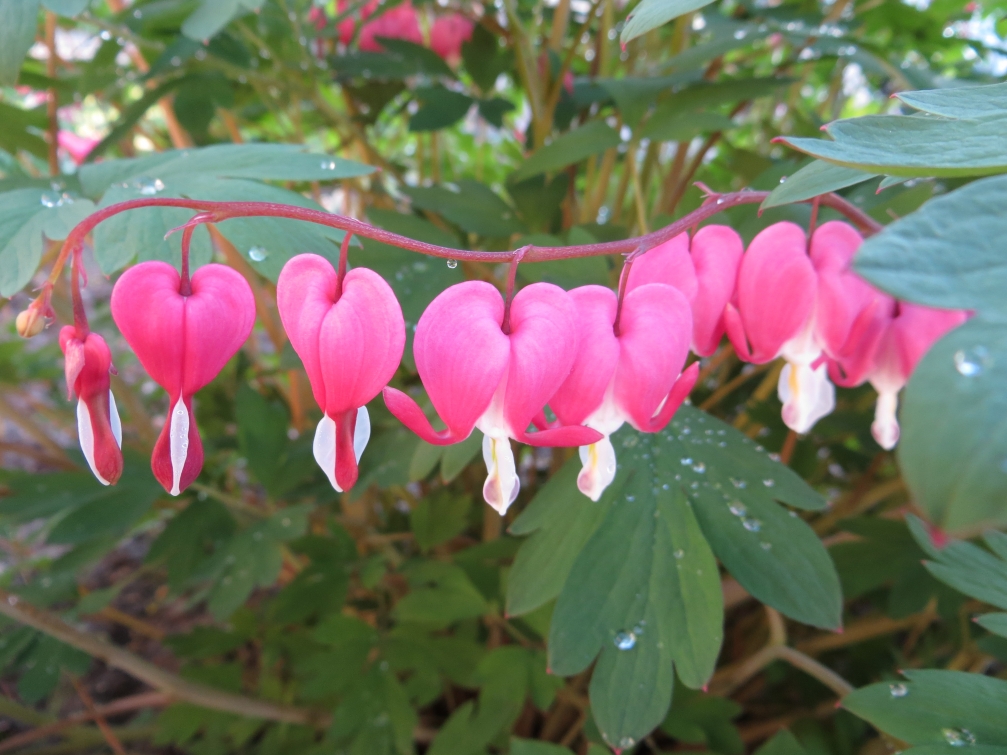 Image of Dicentra spectabilis specimen.