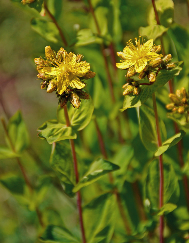 Изображение особи Hypericum bithynicum.