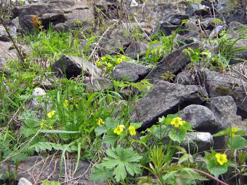 Image of Viola acutifolia specimen.