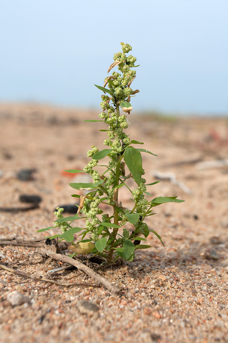 Изображение особи Chenopodium album.