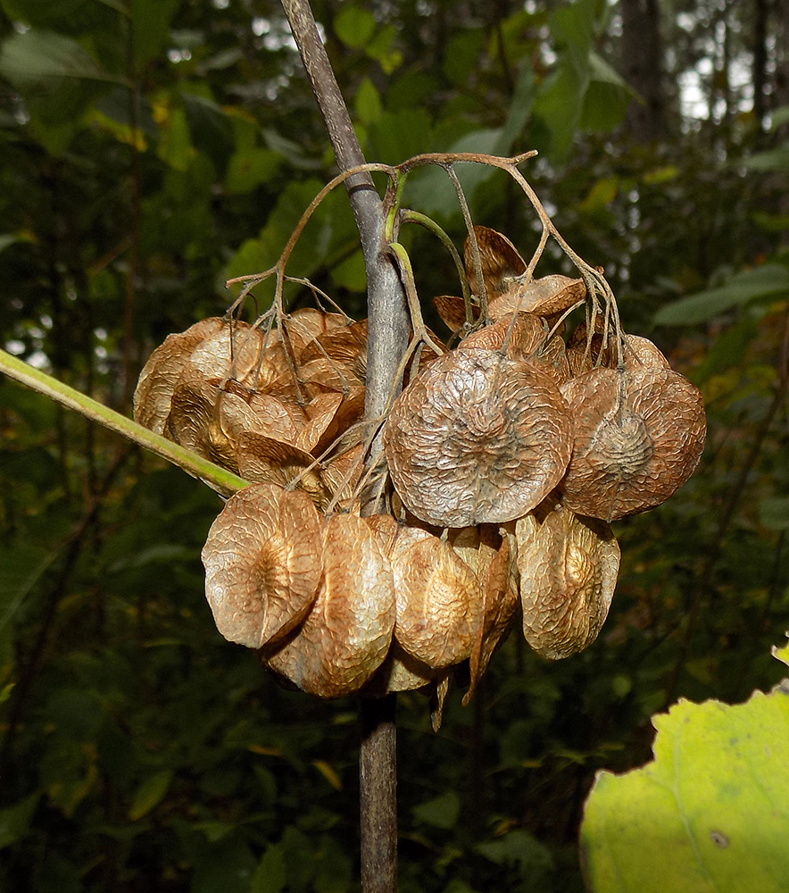 Изображение особи Ptelea trifoliata.