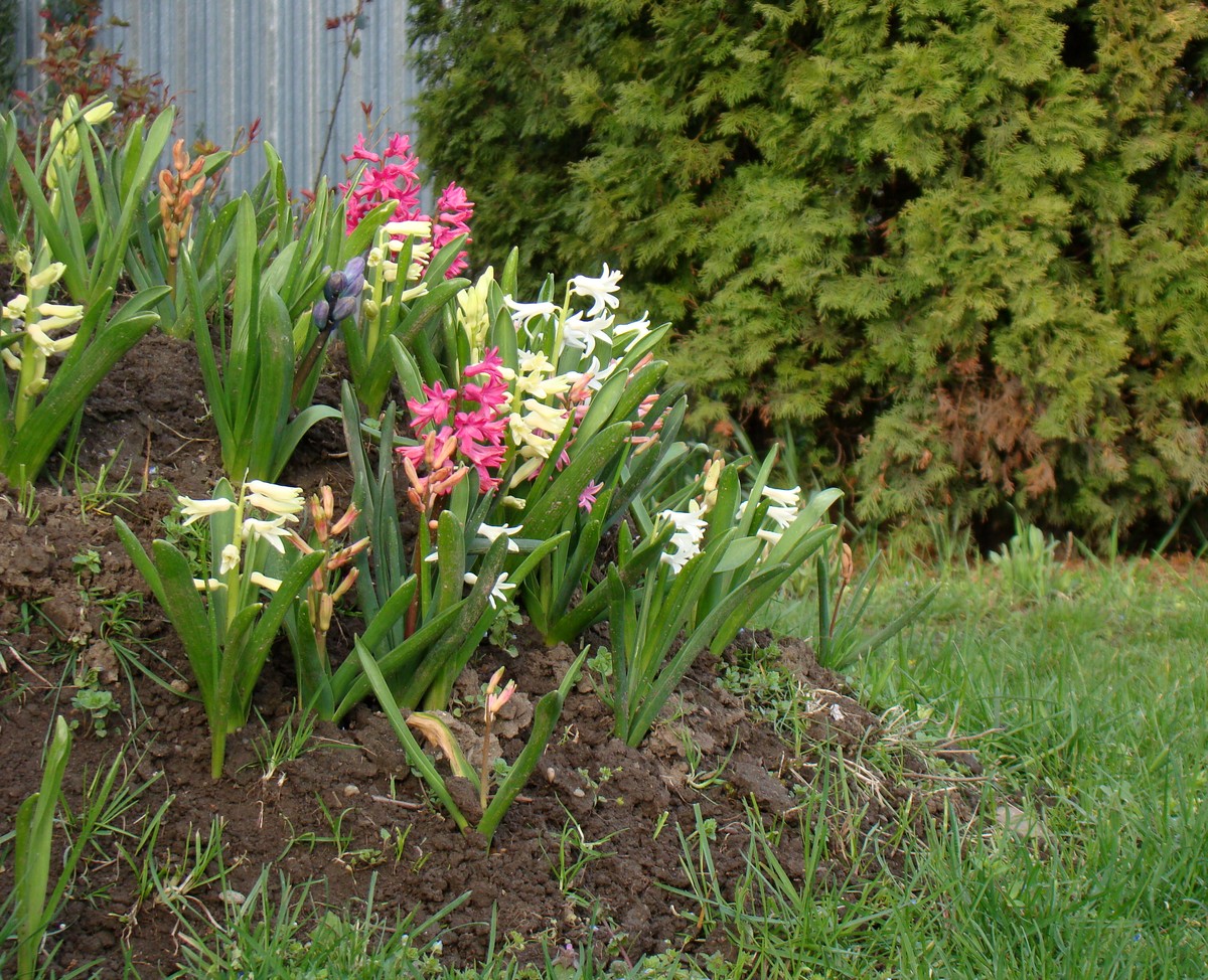 Image of Hyacinthus orientalis specimen.