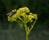 Image of taxon representative. Author is Мария Жукова