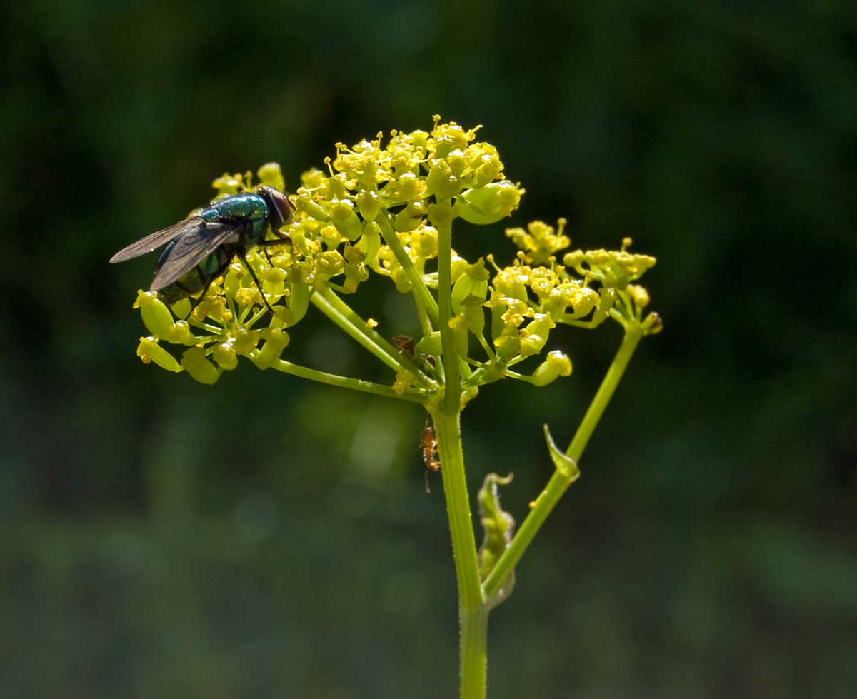 Изображение особи Pastinaca sylvestris.