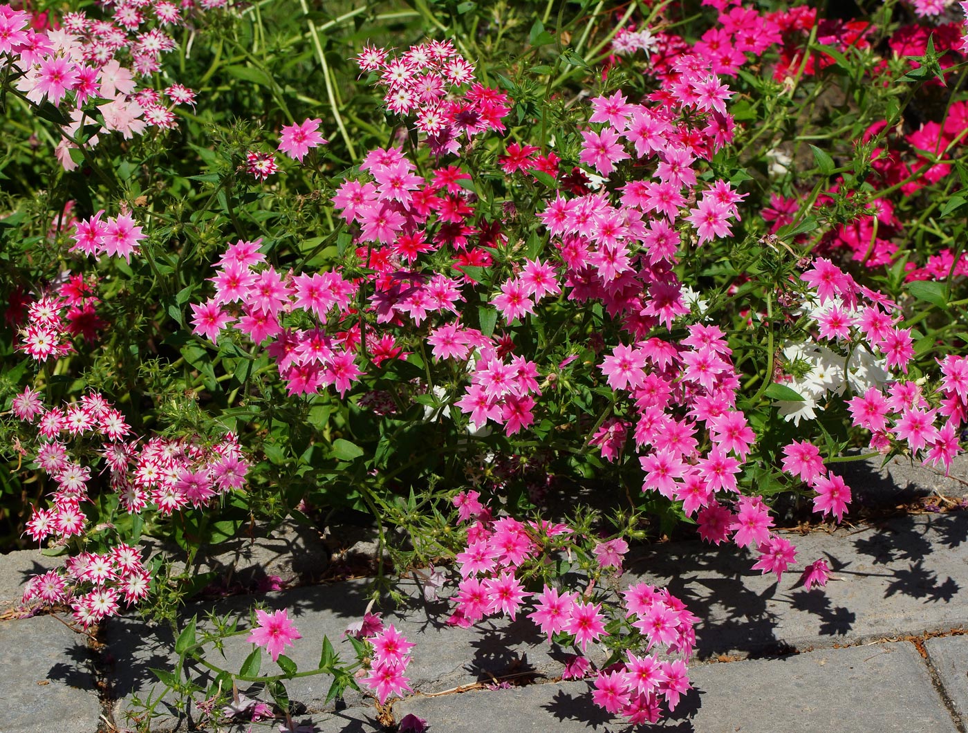 Изображение особи Phlox drummondii.