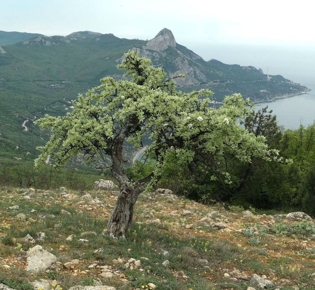 Image of Pyrus elaeagrifolia specimen.