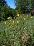 Potentilla longipes