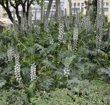 Acanthus mollis