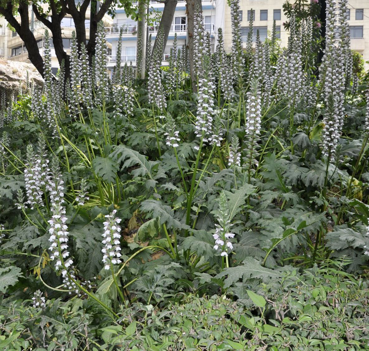 Изображение особи Acanthus mollis.