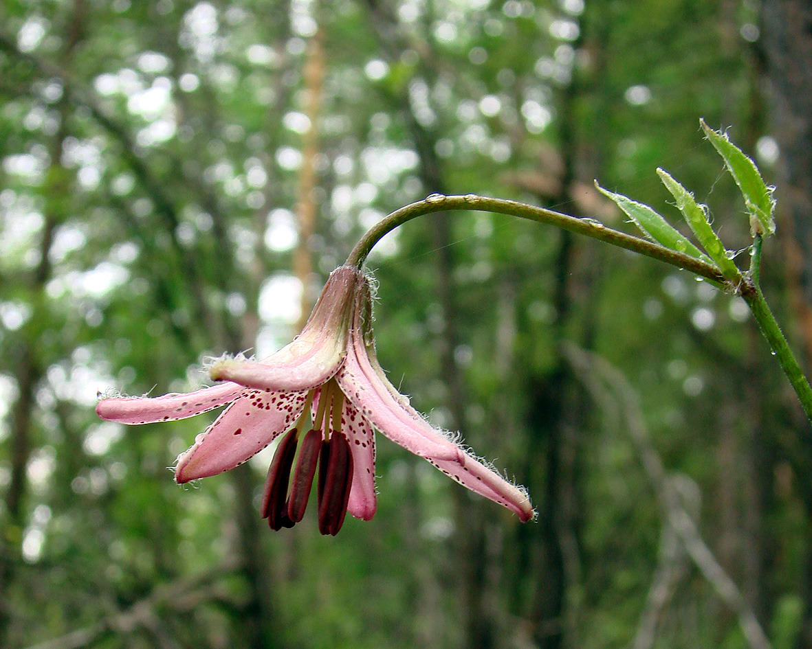 Image of Lilium pilosiusculum specimen.