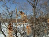 Salix pseudopentandra. Часть покоящейся ветви с прошлогодними соплодиями. Магаданская обл., окр. г. Магадан, нижнее течение р. Магаданка, пойменный ивняк. 10.04.2017.