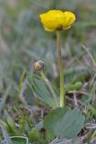 Ranunculus alberti. Цветущее растение. Кыргызстан, Иссык-Кульская обл., Кюнгёй Ала-Тоо, ущ. Чон Ак-Суу (Григорьевское), 2400 м н.у.м., высокогорная степь. 11.05.2018.