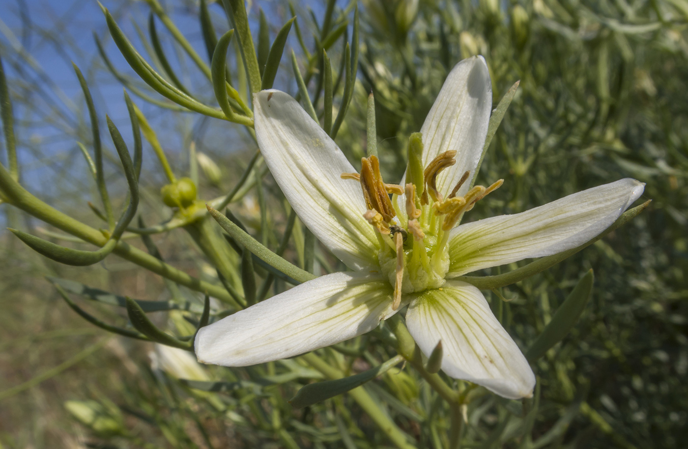Image of Peganum harmala specimen.