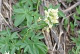 Corydalis marschalliana. Цветущее растение. Республика Адыгея, окр. Большой Азишской пещеры, смешанный лес рядом со смотровой площадкой. 01.05.2018.