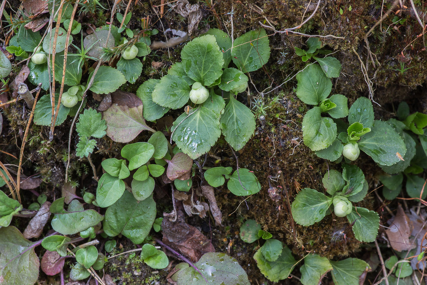 Image of Moneses uniflora specimen.