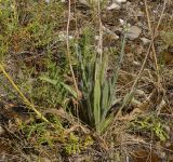 Pilosella procera