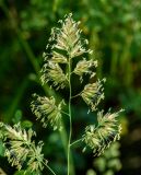 Dactylis glomerata. Соцветие. Казахстан, Восточно-Казахстанская обл.; Западный Алтай, окр. Усть-Каменогорской ГЭС, каменистый ковыльно-типчаковый склон. 22.06.2018.