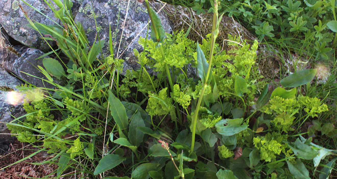 Image of Cryptogramma crispa specimen.