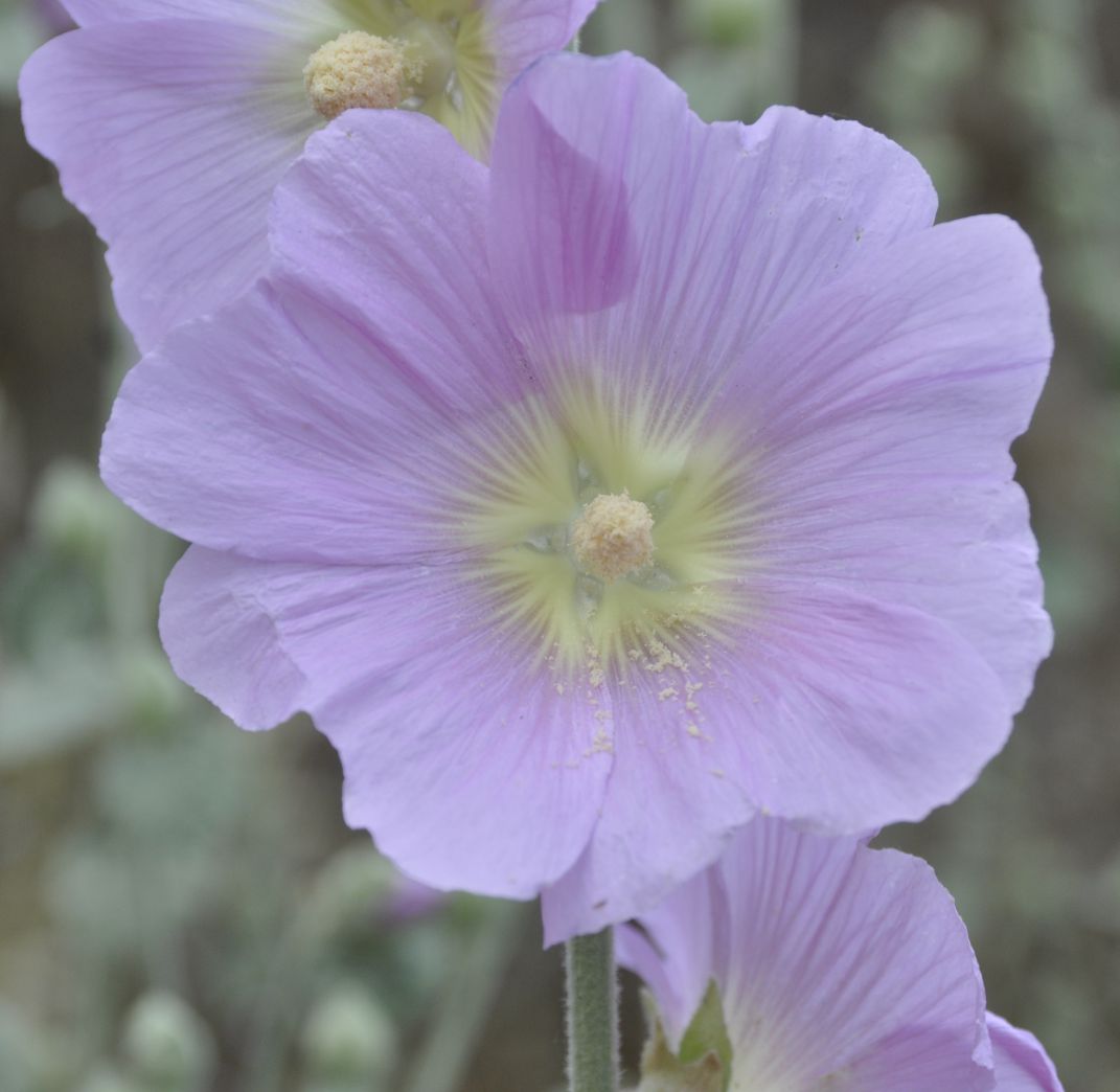 Image of Alcea pallida specimen.