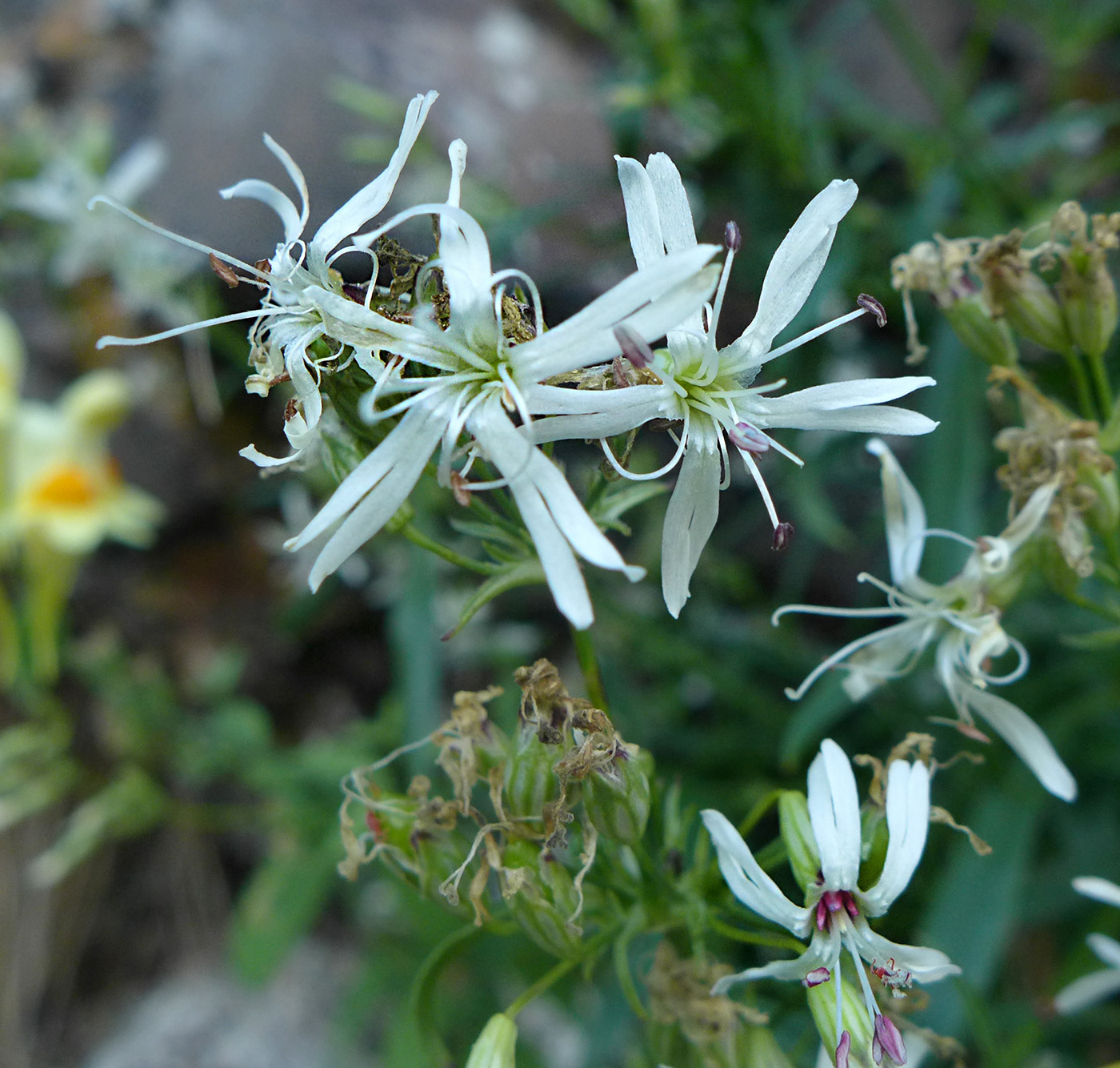 Image of Silene foliosa specimen.