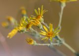 Senecio jacobaea. Соцветия. Воронежская обл., Подгоренский р-н, окр. с. Белогорье, степь на меловой горе. 19.08.2018.