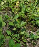 Epilobium adenocaulon