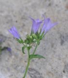 род Campanula