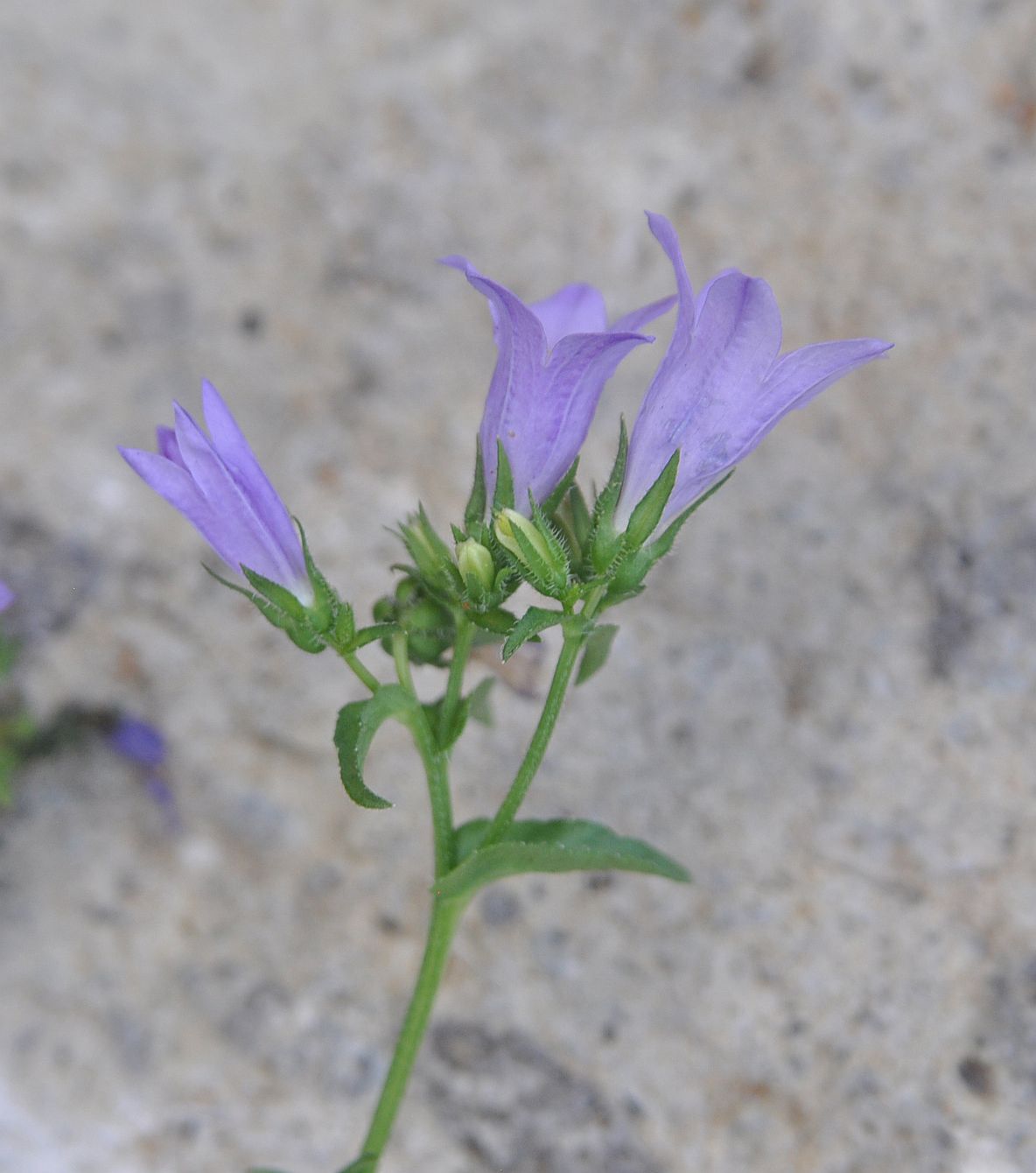 Изображение особи род Campanula.