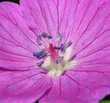 Geranium sanguineum. Центральная часть цветка. Украина, Киевская обл., Вышгородский р-н, севернее с. Лебедевка, сосновый лес между Киевским водохранилищем и дренажным каналом. 23 мая 2010 г.