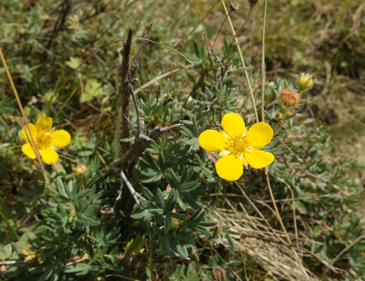 Image of Dasiphora fruticosa specimen.