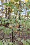 Euonymus verrucosus. Верхушка вегетирующего растения с листьями в осенней окраске. Москва, Тимирязевский парк, под пологом широколиственного леса. 18 октября 2018 г.