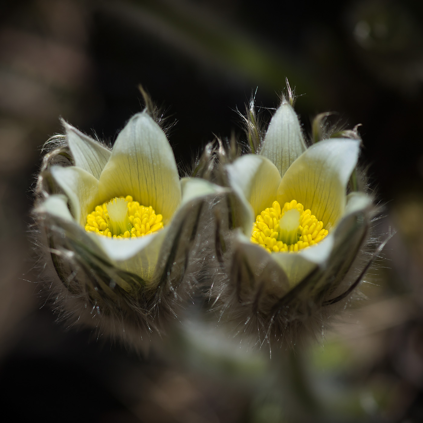 Изображение особи Pulsatilla uralensis.