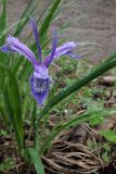 Iris ruthenica