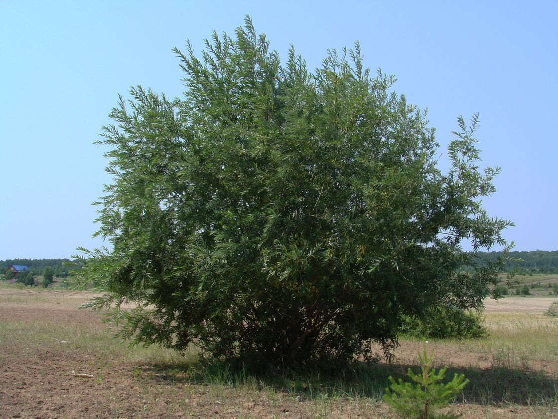 Image of Salix gmelinii specimen.