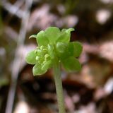 Adoxa moschatellina. Соцветие. Свердловская обл., окр. г. Североуральск, берег р. Вагран (р-н скал Три Брата). 14.06.2018.