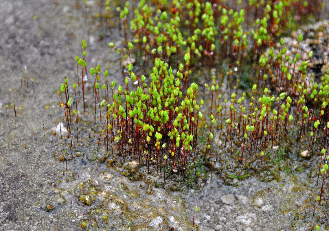 Изображение особи отдел Bryophyta.