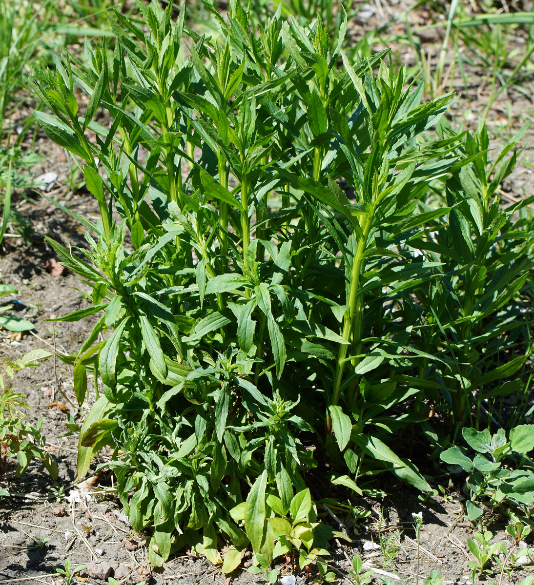 Image of Helenium autumnale specimen.