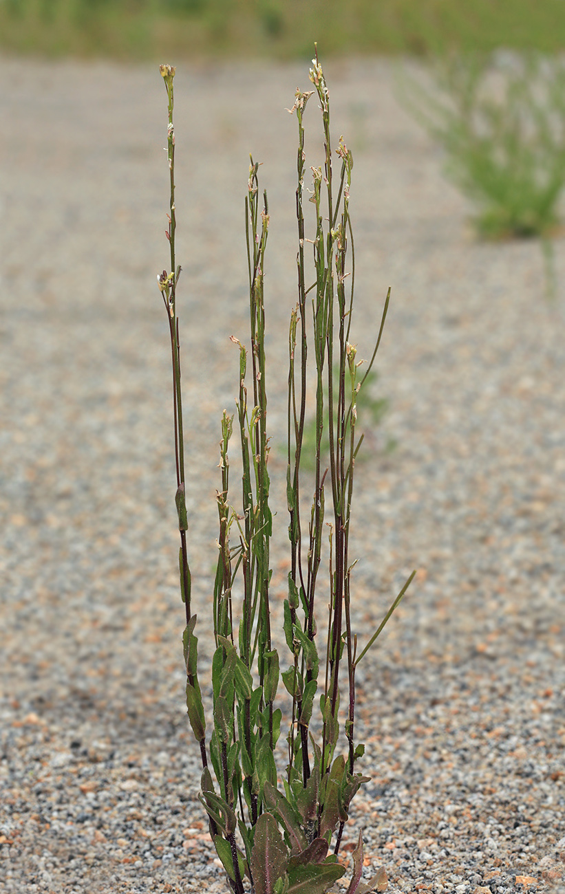 Изображение особи Arabis borealis.