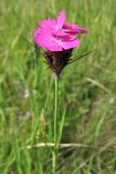 Dianthus commutatus. Верхушка цветущего растения. Украина, Закарпатская обл., Раховский р-н, окр. с. Квасы, ≈ 600 м н.у.м., сенокосный луг. 29 июня 2010 г.