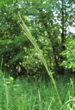 Brachypodium sylvaticum