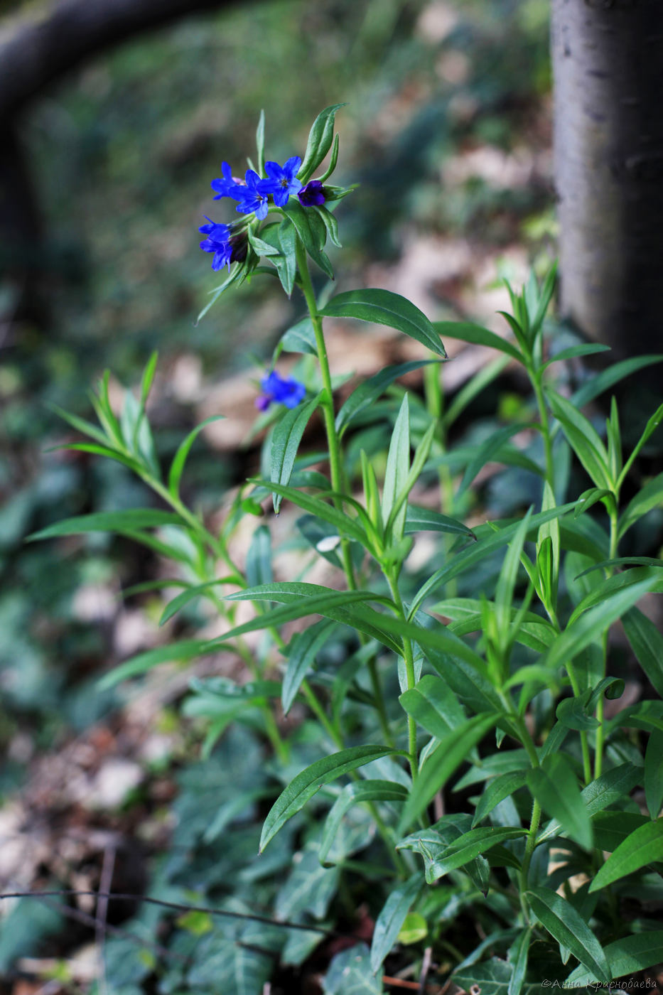 Изображение особи Aegonychon purpureocaeruleum.