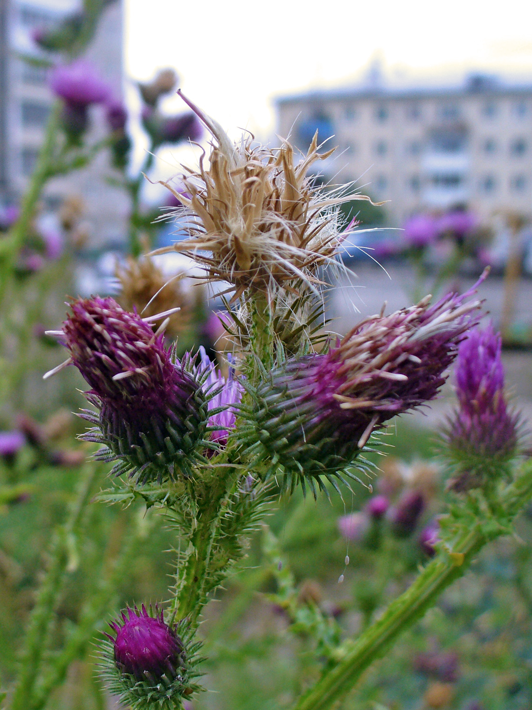 Изображение особи Carduus crispus.