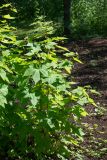 Rubus odoratus. Побеги с бутонами. Кировская обл., г. Киров, Ботанический сад Вятского государственного университета, в культуре. 29.06.2018.