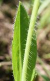Pilosella × floribunda